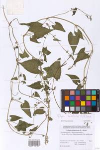 Гречишка вьюнковая (L.) Á. Löve, Восточная Европа, Ростовская область (E12a) (Россия)