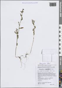 Марь белая L., Сибирь, Прибайкалье и Забайкалье (S4) (Россия)