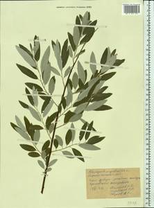 Лох узколистный, Лох обыкновенный L., Восточная Европа, Центральный лесостепной район (E6) (Россия)