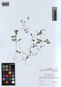 KUZ 003 844, Звездчатка средняя, Мокрица (L.) Vill., Сибирь, Алтай и Саяны (S2) (Россия)