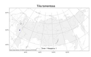 Tilia tomentosa, Липа войлочная Moench, Атлас флоры России (FLORUS) (Россия)