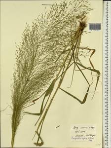 Eragrostis aspera (Jacq.) Nees, Африка (AFR) (Мали)