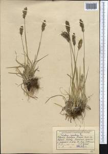 Koeleria spicata (L.) Barberá, Quintanar, Soreng & P.M.Peterson, Средняя Азия и Казахстан, Северный и Центральный Тянь-Шань (M4) (Киргизия)