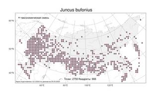 Juncus bufonius, Ситник жабий L., Атлас флоры России (FLORUS) (Россия)