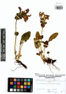Змееголовник крупноцветковый L., Сибирь, Прибайкалье и Забайкалье (S4) (Россия)