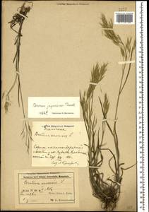Костер японский Houtt., Кавказ, Азербайджан (K6) (Азербайджан)