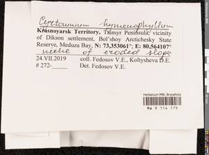 Cyrtomnium hymenophyllum (Bruch & Schimp.) Holmen, Гербарий мохообразных, Мхи - Красноярский край, Тыва и Хакасия (B17) (Россия)