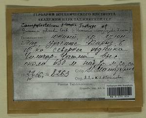 Campylostelium pitardii (Corb.) E. Maier, Гербарий мохообразных, Мхи - Средняя Азия и Казахстан (B16) (Таджикистан)