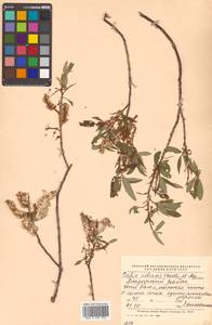 Ива удская (Wimm.) Trautv. & C.A.Mey., Сибирь, Чукотка и Камчатка (S7) (Россия)