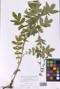 Репешок обыкновенный L., Восточная Европа, Московская область и Москва (E4a) (Россия)