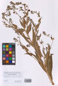 Чернокорень лекарственный L., Восточная Европа, Московская область и Москва (E4a) (Россия)