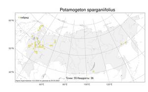 Potamogeton sparganiifolius, Potamogeton × sparganiifolius Laest. ex Fr., Атлас флоры России (FLORUS) (Россия)