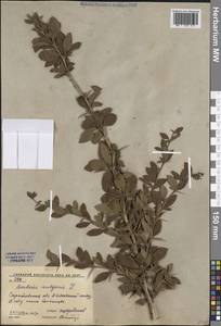 Барбарис обыкновенный L., Восточная Европа, Нижневолжский район (E9) (Россия)