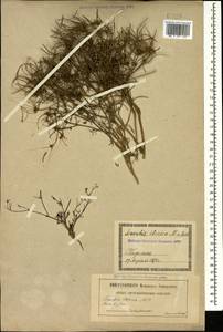 Скандикс грузинский M.Bieb., Кавказ, Грузия (K4) (Грузия)