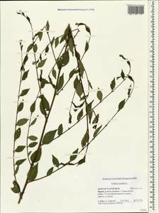 Вяз приземистый, Вяз мелколистный L., Крым (KRYM) (Россия)