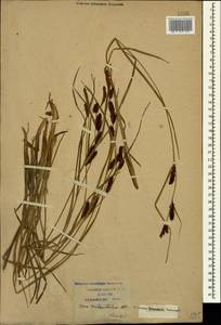 Осока черноколосая M.Bieb. ex Willd., Кавказ, Краснодарский край и Адыгея (K1a) (Россия)