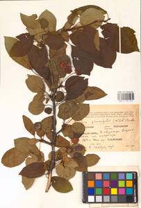 Яблоня сливолистная, Китайка (Willd.) Borkh., Восточная Европа, Средневолжский район (E8) (Россия)