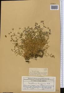 Диходон ясколковый (L.) Rchb., Средняя Азия и Казахстан, Джунгарский Алатау и Тарбагатай (M5) (Казахстан)