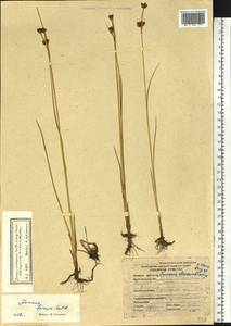 Juncus castaneus subsp. leucochlamys (V.J.Zinger ex V.I.Krecz.) Hultén, Сибирь, Якутия (S5) (Россия)