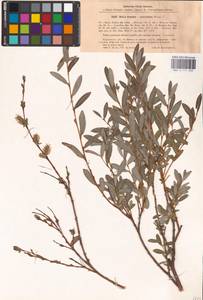 Salix rosmarinifolia × purpurea, Восточная Европа, Латвия (E2b) (Латвия)