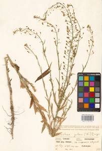 Camelina microcarpa subsp. pilosa (DC.) Jáv., Восточная Европа, Средневолжский район (E8) (Россия)
