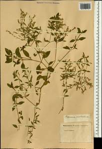 Saponaria prostrata subsp. prostrata, Зарубежная Азия (ASIA) (Неизвестно)