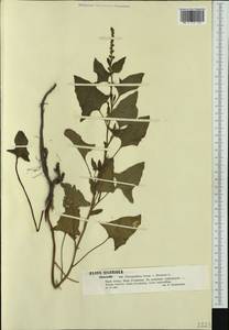 Блитум доброго Генриха (L.) Rchb., Западная Европа (EUR) (Польша)
