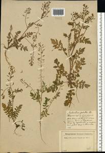 Жерушник болотный (L.) Besser, Восточная Европа, Северо-Западный район (E2) (Россия)