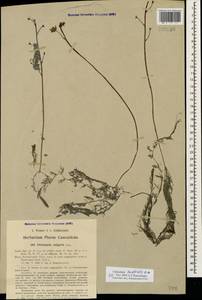 Utricularia ×australis R. Br., Кавказ, Азербайджан (K6) (Азербайджан)