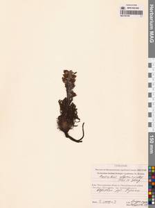 Мытник лисохвостый Steven ex Spreng., Сибирь, Чукотка и Камчатка (S7) (Россия)