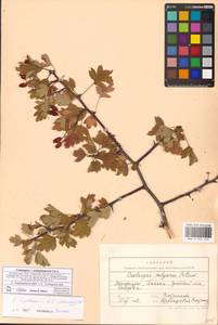 Crataegus ×subsphaericea Gand., Восточная Европа, Западно-Украинский район (E13) (Украина)