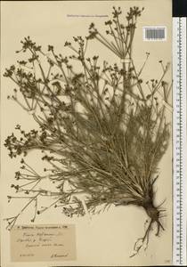 Триния щетинисто-волосистая, Триния щетинистоволосая Hoffm., Восточная Европа, Нижневолжский район (E9) (Россия)