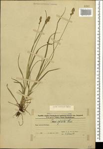 Осока колосистая, Кавказ, Азербайджан (K6) (Азербайджан)