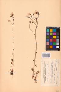 Камнеломка зернистая L., Восточная Европа, Эстония (E2c) (Эстония)