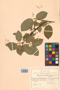 Бересклет сахалинский (F.Schmidt) Maxim., Сибирь, Дальний Восток (S6) (Россия)