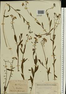 Незабудка скорпионовидная L., Восточная Европа, Московская область и Москва (E4a) (Россия)