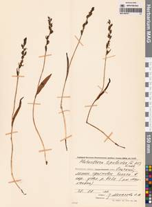 Любка комарниковая (L.f.) Lindl., Сибирь, Чукотка и Камчатка (S7) (Россия)