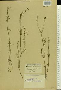 Asperula tinctoria L., Восточная Европа, Восточный район (E10) (Россия)