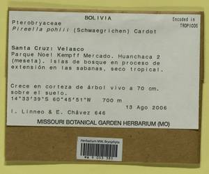 Pireella pohlii (Schwägr.) Cardot, Гербарий мохообразных, Мхи - Америка (BAm) (Боливия)