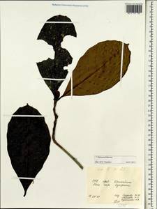 Hamamelidaceae, Зарубежная Азия (ASIA) (Вьетнам)