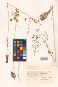 Птицемлечник Фишера Krasch., Восточная Европа, Нижневолжский район (E9) (Россия)