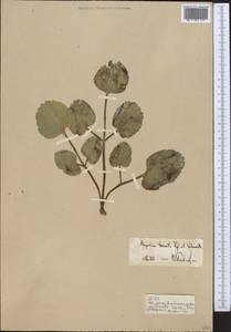 Дудник тройчатый Regel & Schmalh., Средняя Азия и Казахстан, Памир и Памиро-Алай (M2) (Киргизия)