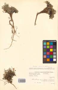 Остролодочник чернеющий (Pall.) Fisch. ex DC., Сибирь, Чукотка и Камчатка (S7) (Россия)