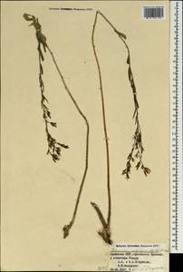 Asyneuma rigidum, Кавказ, Армения (K5) (Армения)