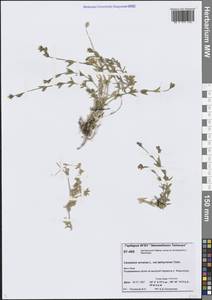 Ясколка полевая L., Сибирь, Центральная Сибирь (S3) (Россия)