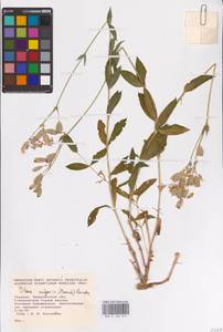 Смолевка обыкновенная, Хлопушка (Moench) Garcke, Восточная Европа, Западно-Украинский район (E13) (Украина)