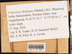 Folioceros dixitianus (Mahab.) D.C. Bhardwaj, Гербарий мохообразных, Мхи - Азия (вне границ бывшего СССР) (BAs) (Индия)