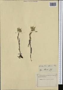 Leontopodium nivale subsp. alpinum (Cass.) Greuter, Западная Европа (EUR)