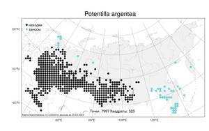 Potentilla argentea, Лапчатка серебристая L., Атлас флоры России (FLORUS) (Россия)