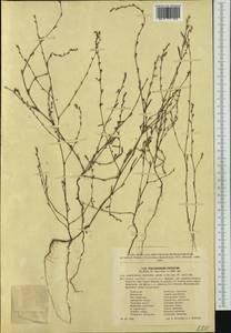 Спорыш отклоненный, Горец отклоненный M.Bieb., Западная Европа (EUR) (Словакия)